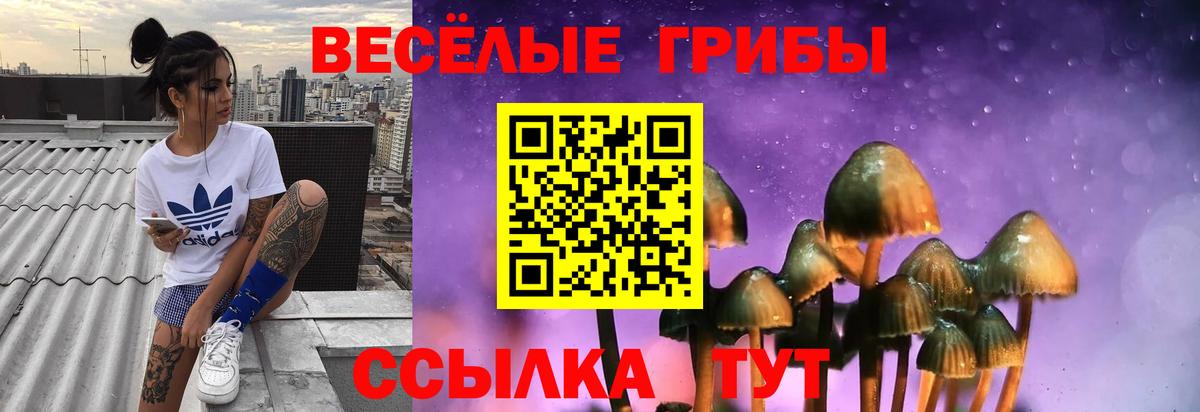 Галлюциногенные грибы Psilocybe Усть-Джегута